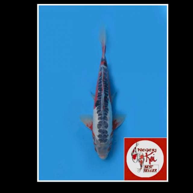 38cm male - Shusui Merah