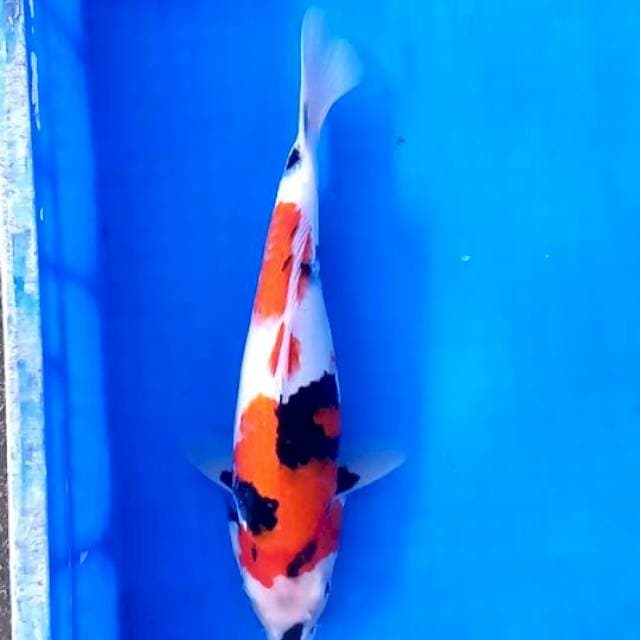 Showa