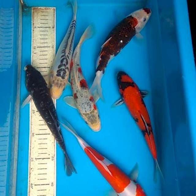 mix 6ekor 25,26cm