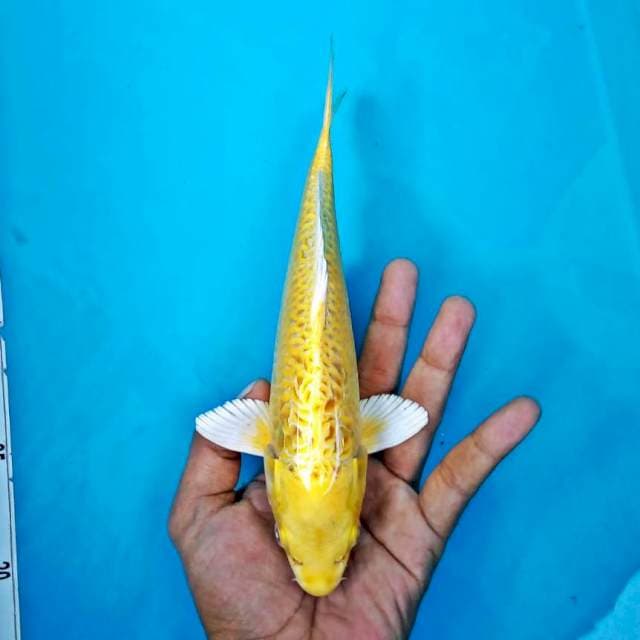 OGON #25CM