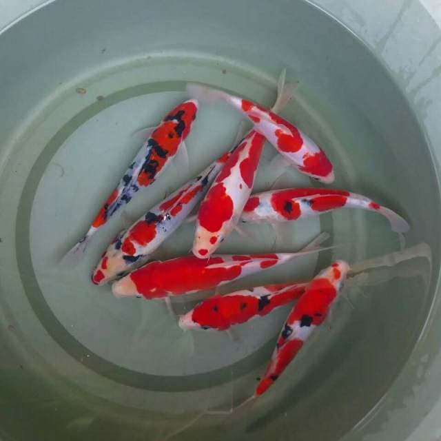 Kohaku sanke doitsu