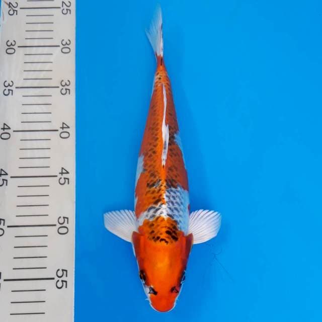 Kujaku import non-serti