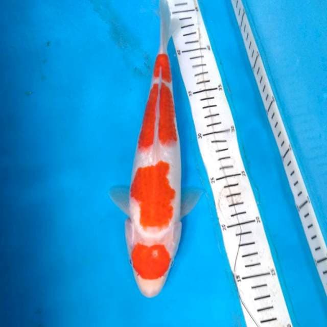 MARUTEN KOHAKU JOZZ