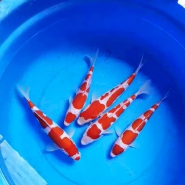 lelang kilat sampe jam 10:30Pm,paket kohaku doit 5 ekor