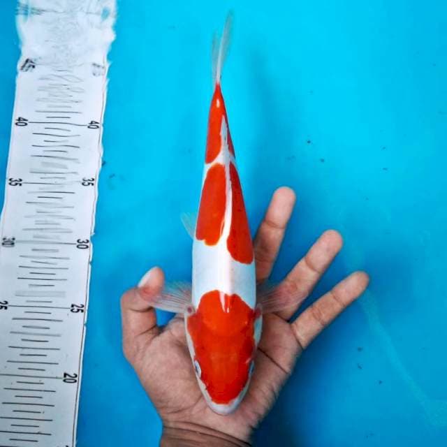 Kohaku*28cm doitsu