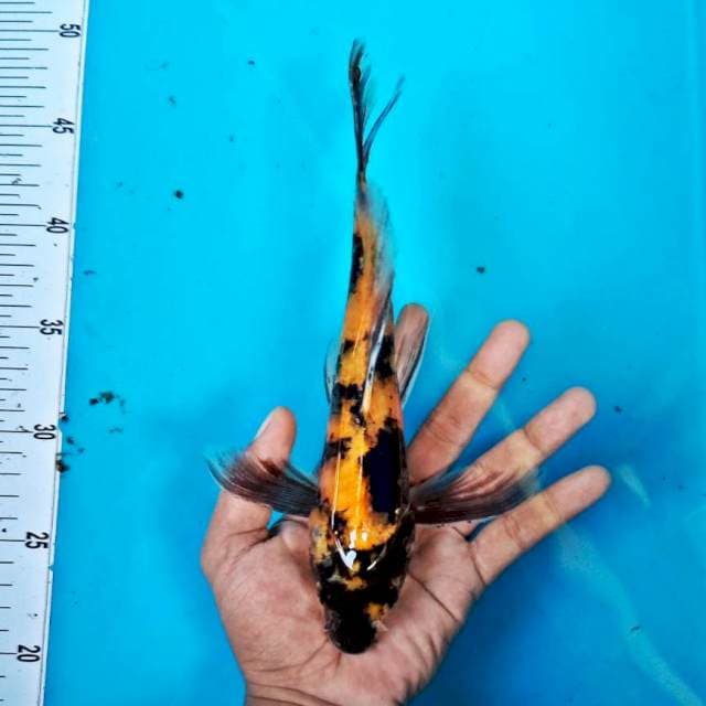 Kumpai utsuri 25cm