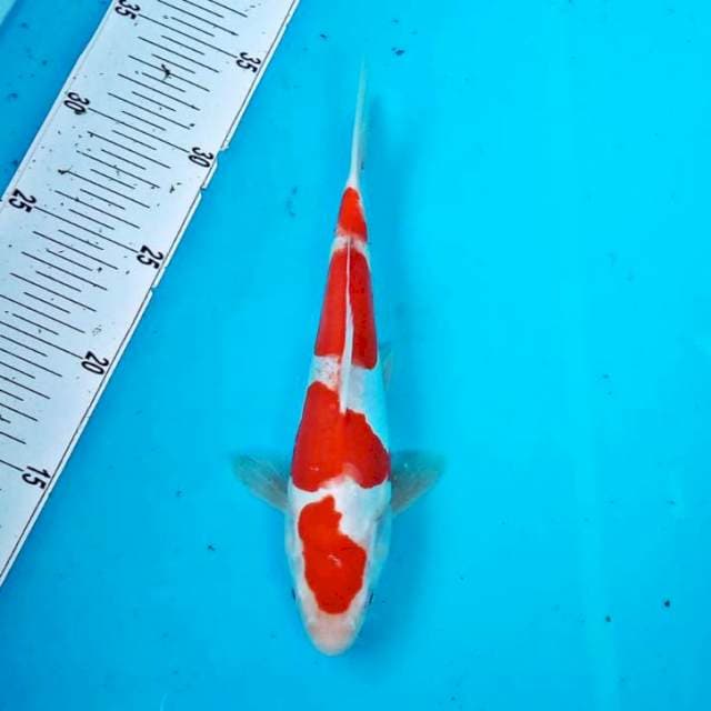 Kohaku 25 joss