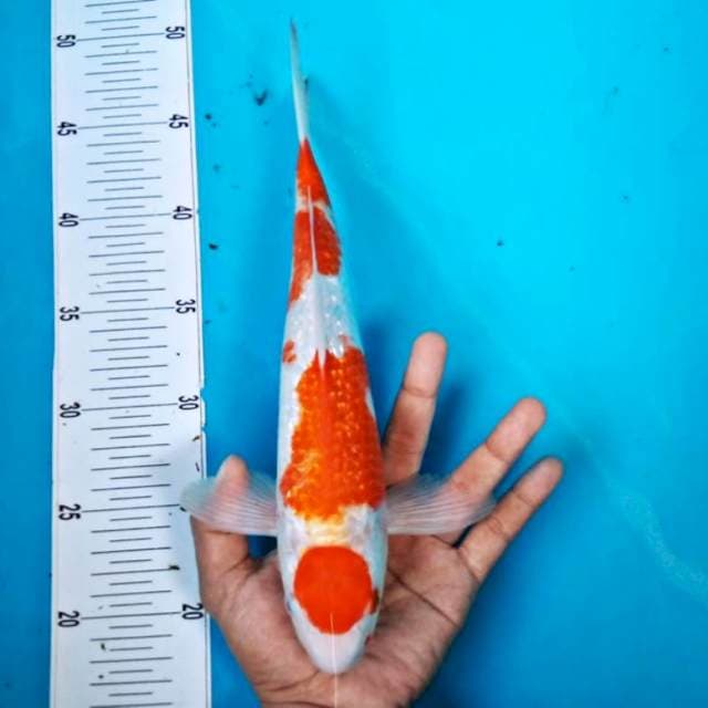 Maruten kohaku ginrin