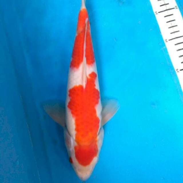 Kohaku 32cm