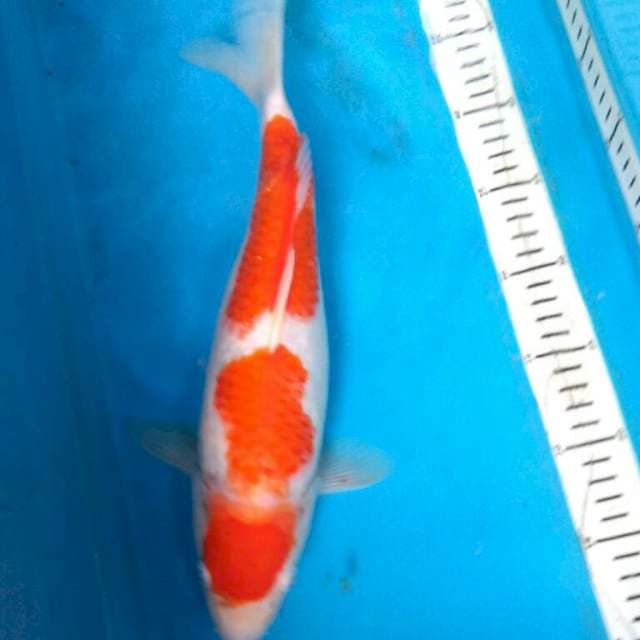 Kohaku 35cm