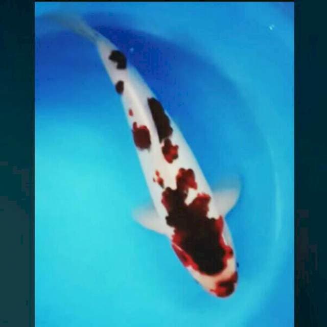 Kuchibeni budo 32cm male