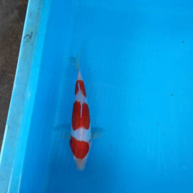 HWC (S of T)kohaku