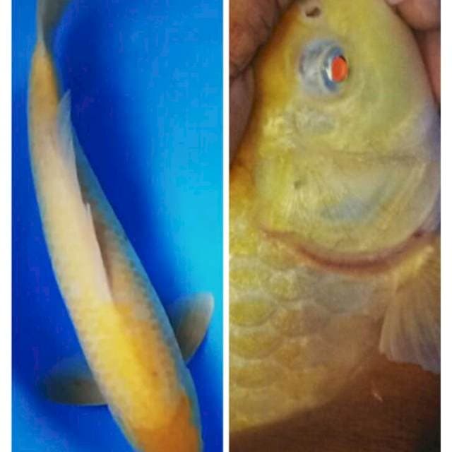 Karashi red eye 35cm male