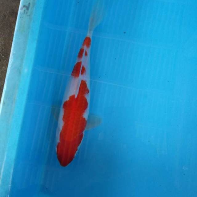 HWC (S of T)kohaku
