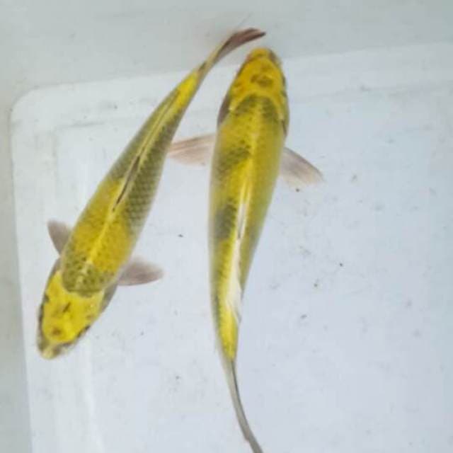 Kin ki utsuri