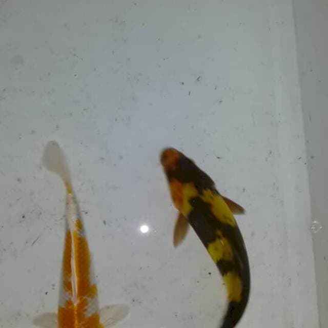 Hariwake mix utsuri doit