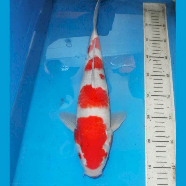 F1 YONDAN KOHAKU
