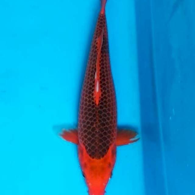 Akamatsuba 39cm, F1