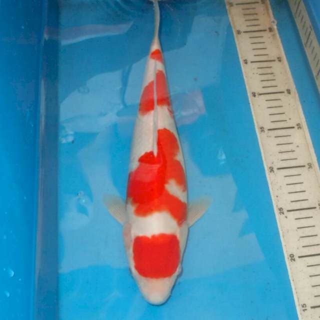 F1 KOHAKU
