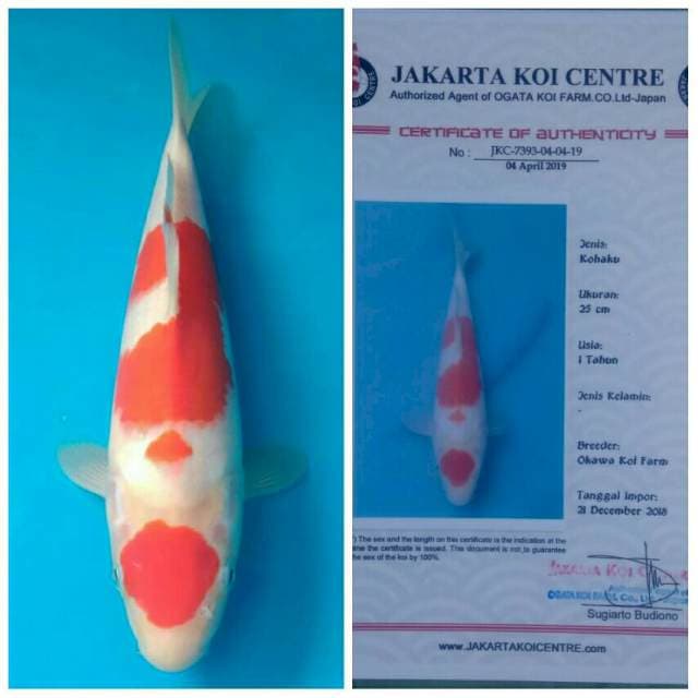 Okawa Maruten Kohaku