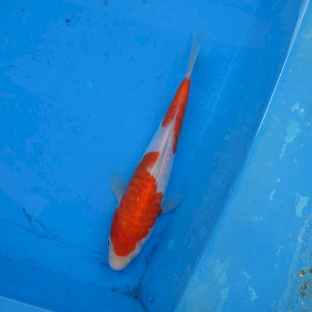 Kohaku Aragoke F1