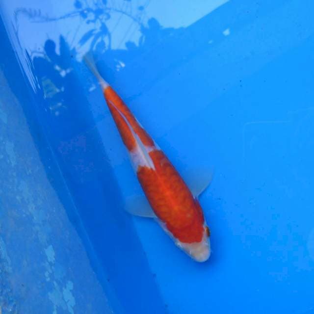 Kohaku Aragoke F1