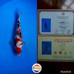 Sanke Ginrin 32 cm juara 2 2x