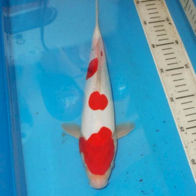 KOHAKU UNIK