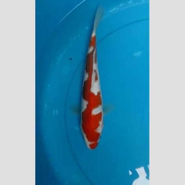 kohaku inazuma original 30cm