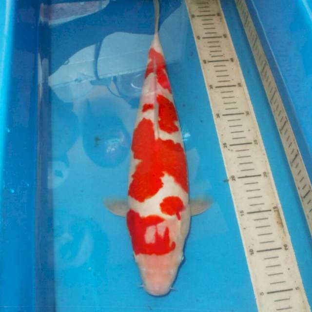 F1 ISTIMEWA KOHAKU