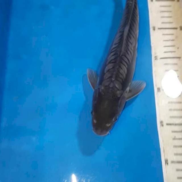 SURAGOI ARAGOKE RING RAPI 28 CM
