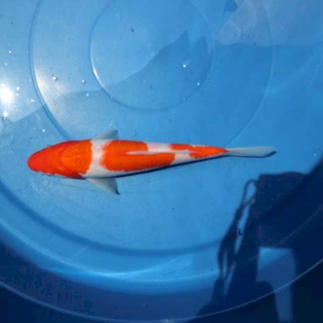 Kohaku 25cm