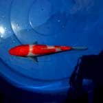 Kohaku 25cm