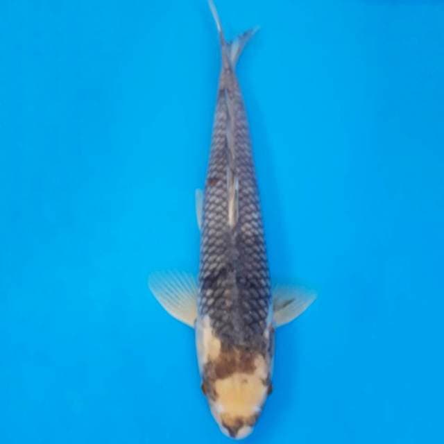 matsukawabake import non-serti
