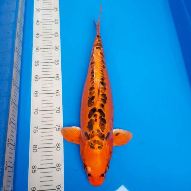 Mizuho import non-serti