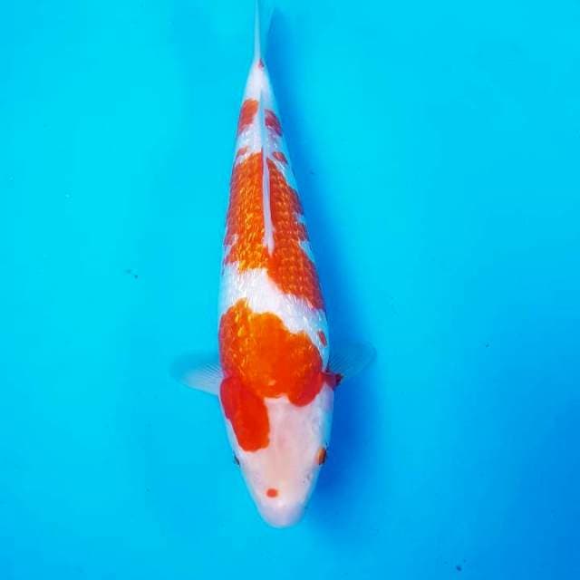 KOHAKU GINRIN F1
