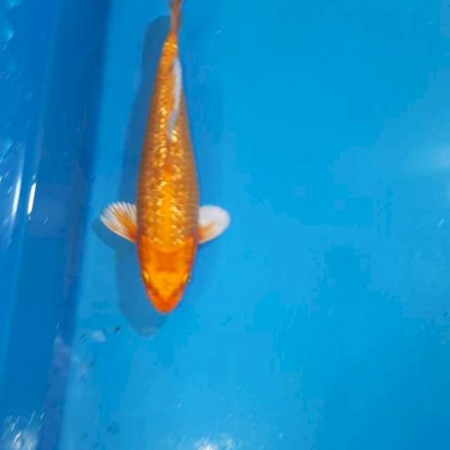 ORANGE GINDRIN FULL 20 CM