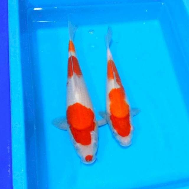 Kohaku f1 
