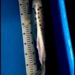 Kujaku famale 45 cm