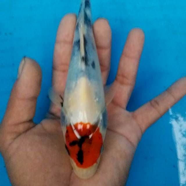 tanco soa tategoi 20 cm