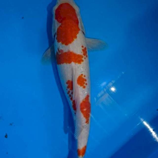Kohaku kanoko