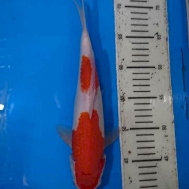 Kohaku