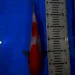 Kohaku