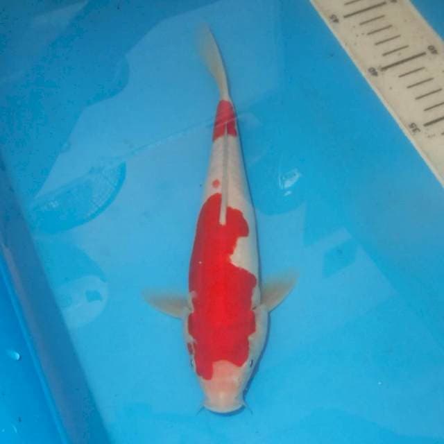 KOHAKU DOIT ALUS