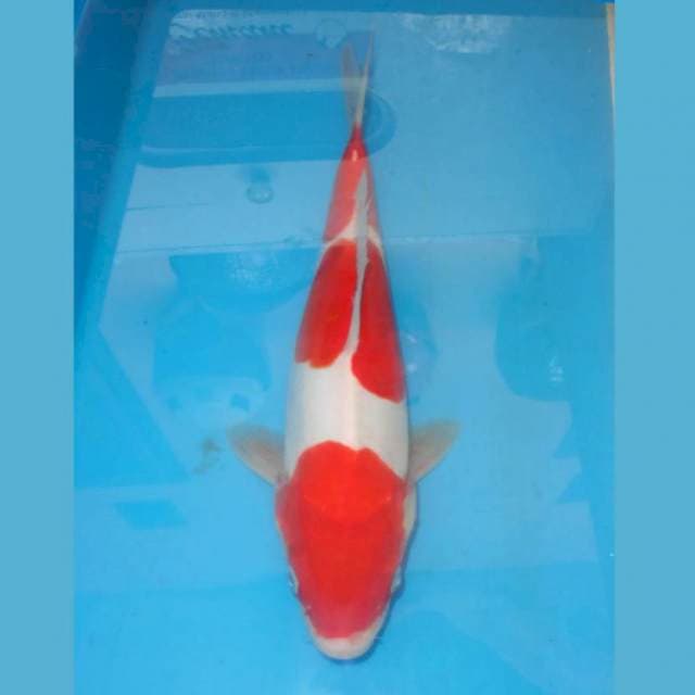 KOHAKU 3 STEP HQ