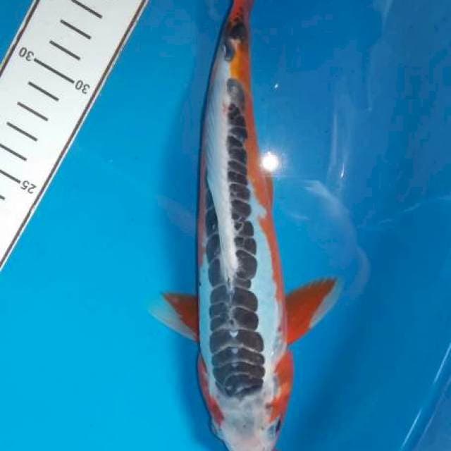 Shusui