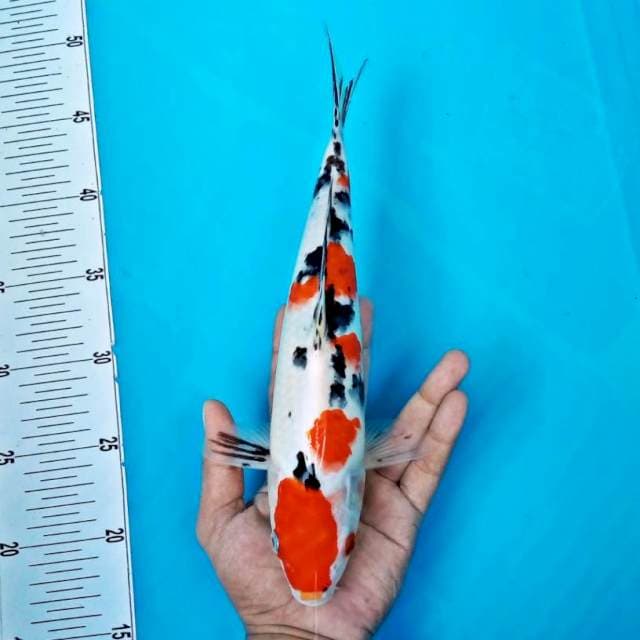 Sanke*30cm