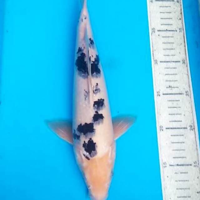 Bekko 32cm