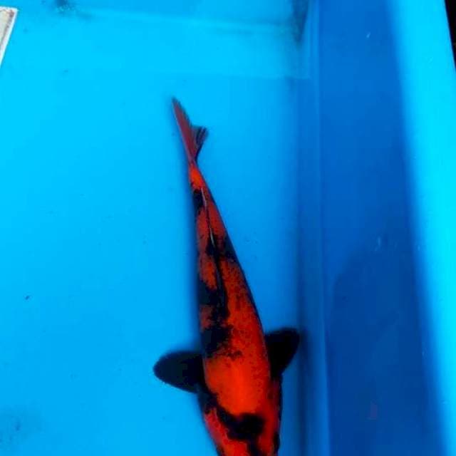 Hiutsuri 25cm 