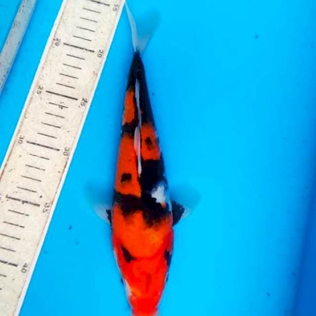 Showa 28cm